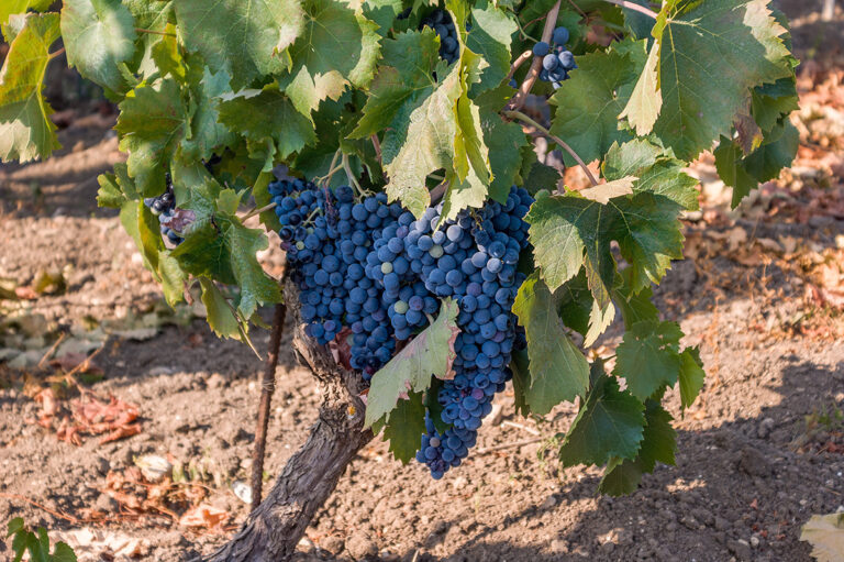 Nero d’Avola: the most important native variety in Sicily nero d'avola
