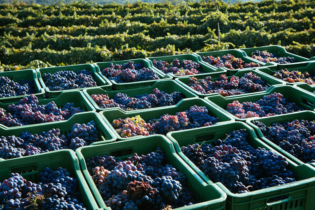 nero d'avola